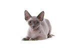 Devon Rex