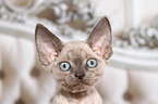 Devon Rex kitten Portrait