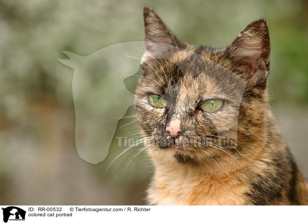colored cat portrait / RR-00532