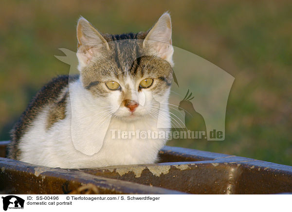 Hauskatze Portrait / domestic cat portrait / SS-00496