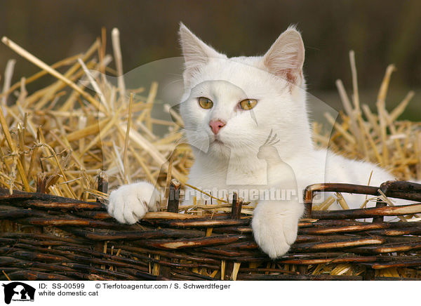 white domestic cat / SS-00599