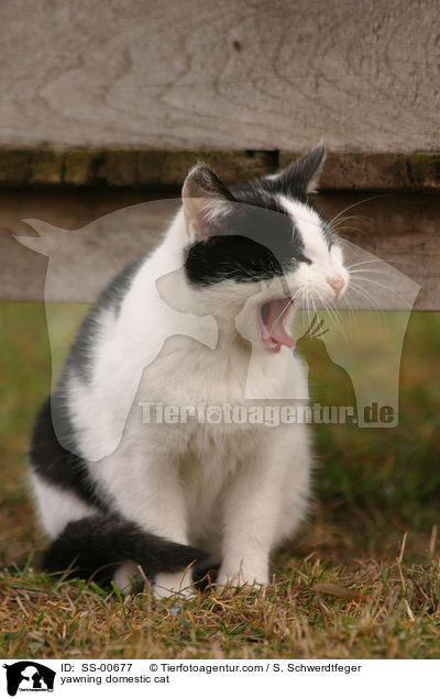 ghnende Hauskatze / yawning domestic cat / SS-00677