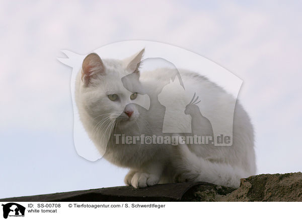 white tomcat / SS-00708