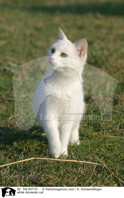 weie Hauskatze / white domestic cat / SS-00710