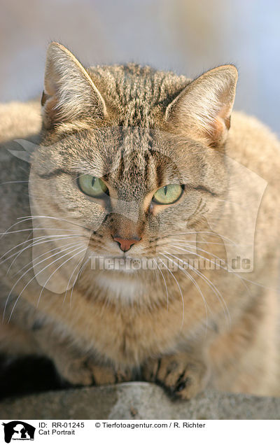 Katzen / Cat Portrait / RR-01245