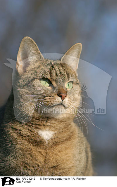 Cat Portrait / RR-01246