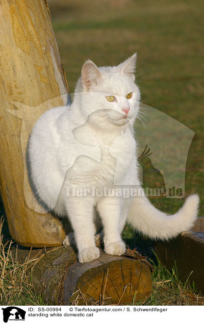 stehende weie Hauskatze / standing white domestic cat / SS-00994