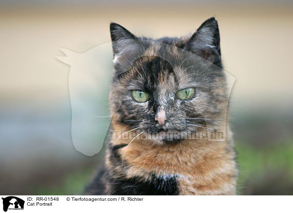 Katze / Cat Portrait / RR-01548