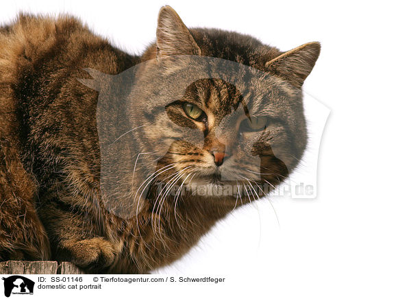 Hauskatze Portrait / domestic cat portrait / SS-01146