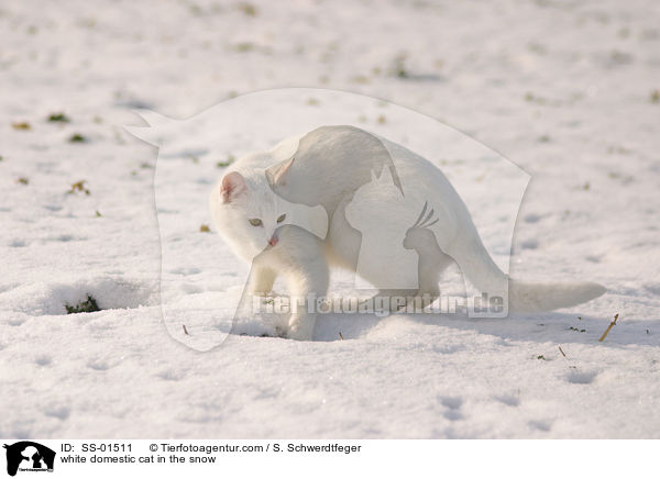 white domestic cat in the snow / SS-01511