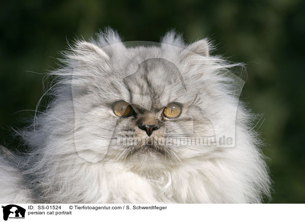 persian cat portrait / SS-01524