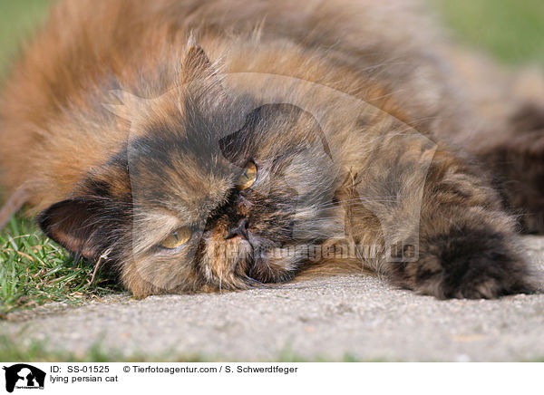 lying persian cat / SS-01525