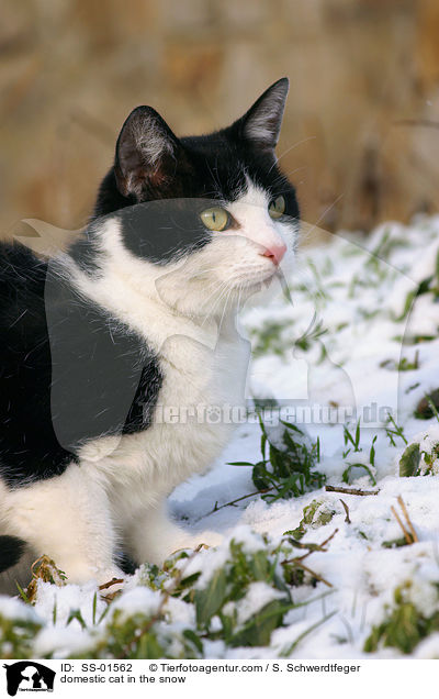 domestic cat in the snow / SS-01562