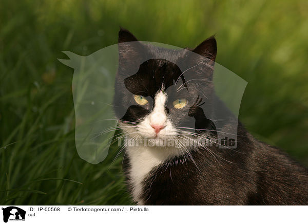 Katze / cat / IP-00568