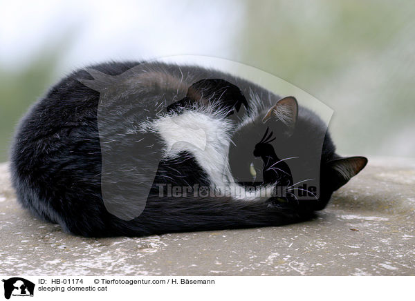 sleeping domestic cat / HB-01174