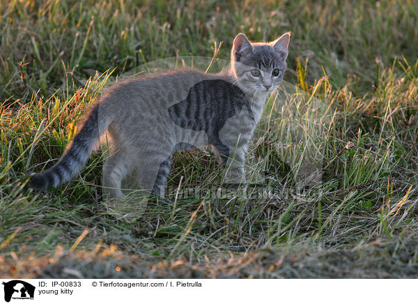 young kitty / IP-00833