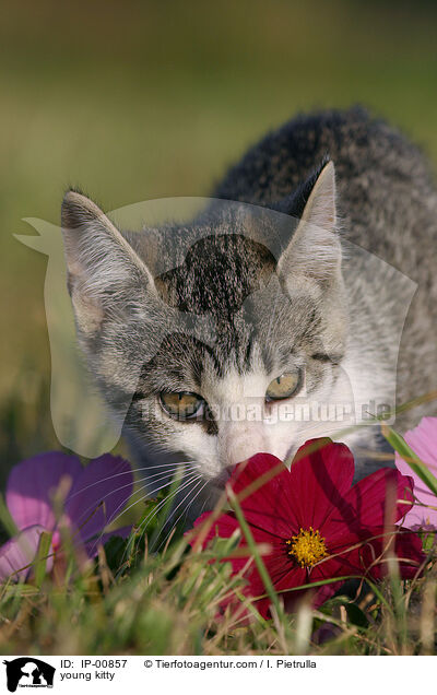 young kitty / IP-00857