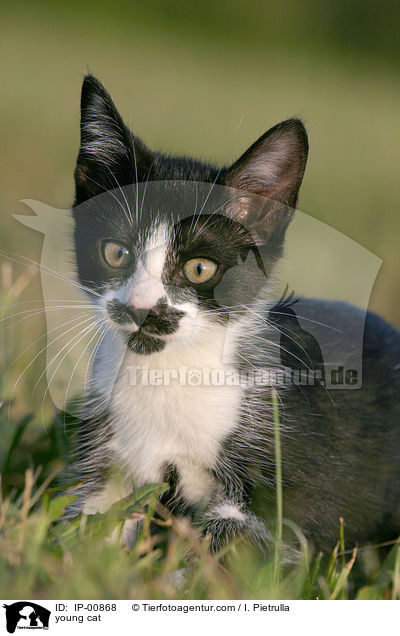 young cat / IP-00868