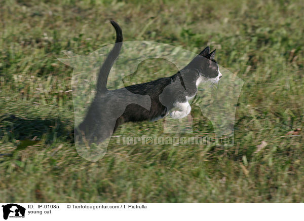 junge Katze / young cat / IP-01085