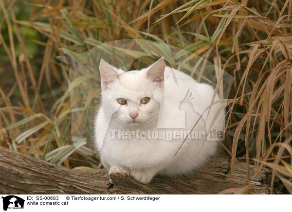 weie Hauskatze / white domestic cat / SS-00683