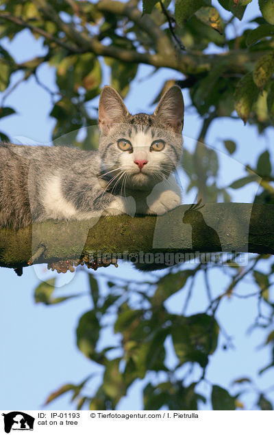 Katze auf dem Baum / cat on a tree / IP-01193