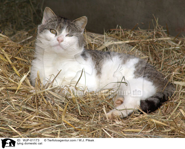 liegende Hauskatze / lying domestic cat / WJP-01173
