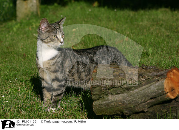 Hauskatze / domestic cat / PM-01129