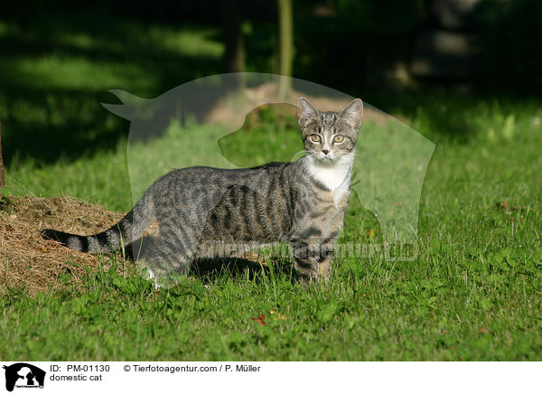 Hauskatze / domestic cat / PM-01130