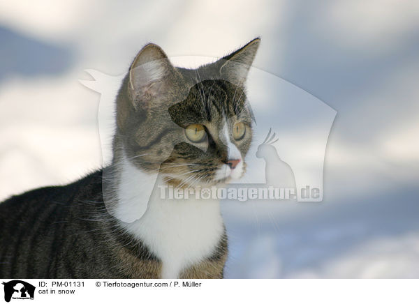 Katze im Schnee / cat in snow / PM-01131