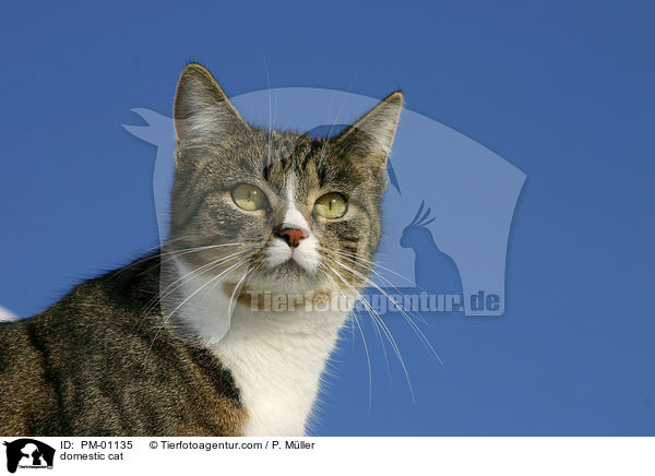 Hauskatze / domestic cat / PM-01135