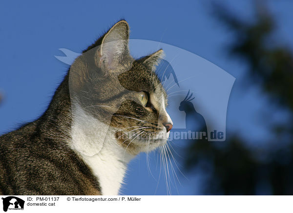Hauskatze / domestic cat / PM-01137