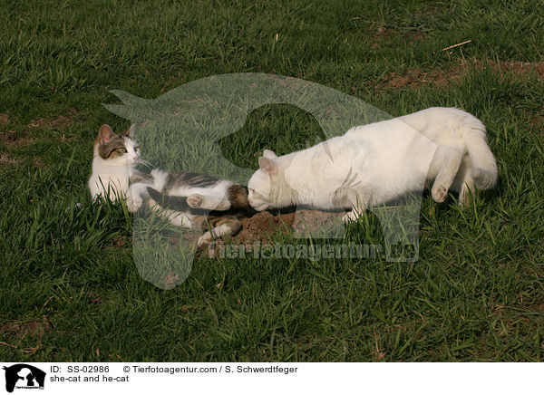Katze und Kater / she-cat and he-cat / SS-02986