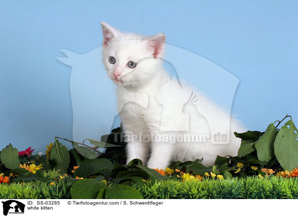 weies Ktzchen / white kitten / SS-03285