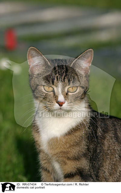 Katze im Portrait / domestic cat portrait / RR-07404