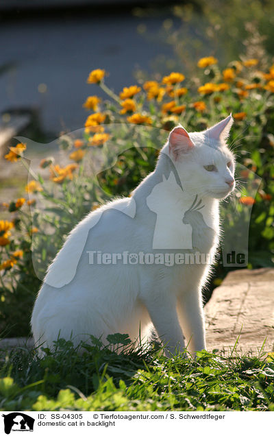 Hauskatze im Gegenlicht / domestic cat in backlight / SS-04305