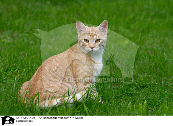 Hauskatze / domestic cat / PM-01486