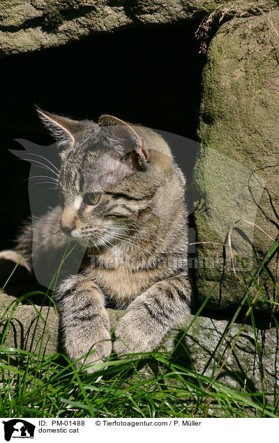 Hauskatze / domestic cat / PM-01488