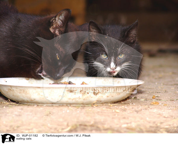 Junge Hausktzchen beim fressen / eating cats / WJP-01182