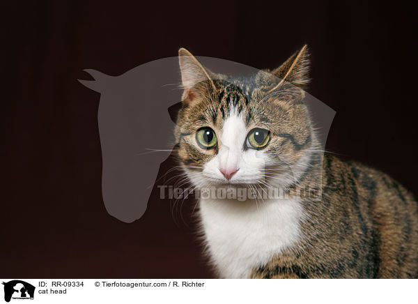 Katze Portrait / cat head / RR-09334