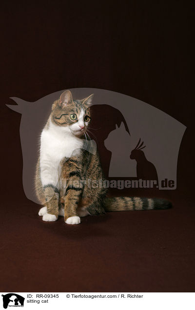 sitzende Katze / sitting cat / RR-09345
