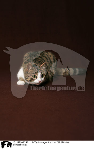 Katze / domestic cat / RR-09346