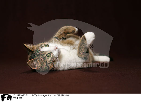 liegende Katze / lying cat / RR-09351