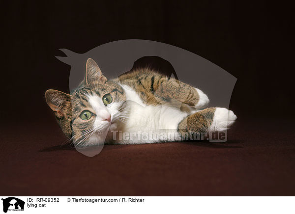 liegende Katze / lying cat / RR-09352