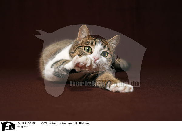 liegende Katze / lying cat / RR-09354