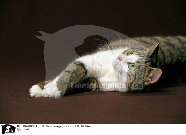 liegende Katze / lying cat / RR-09364