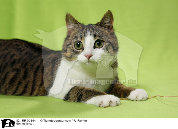 Katze / domestic cat / RR-09394