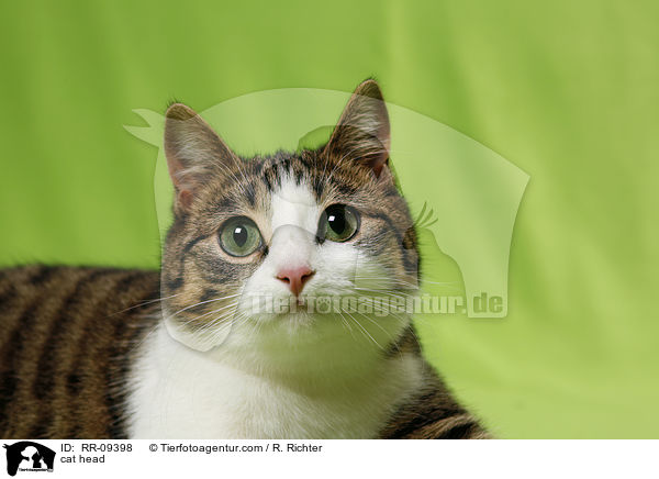 Katze Portrait / cat head / RR-09398