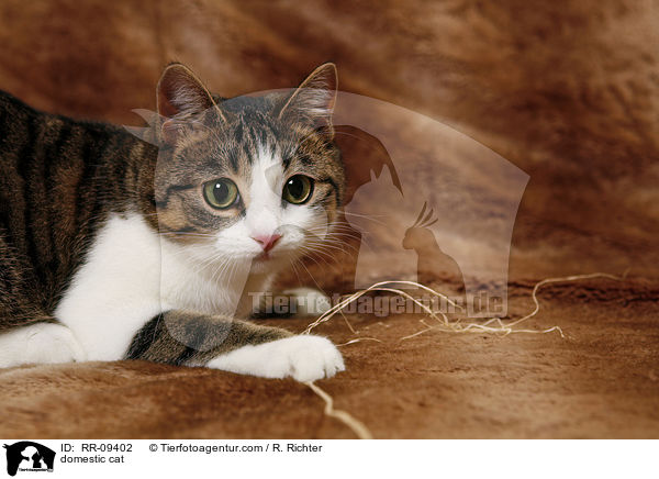 Katze / domestic cat / RR-09402