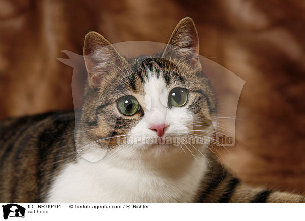 Katze Portrait / cat head / RR-09404