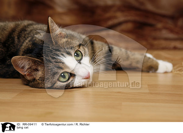 liegende Katze / lying cat / RR-09411
